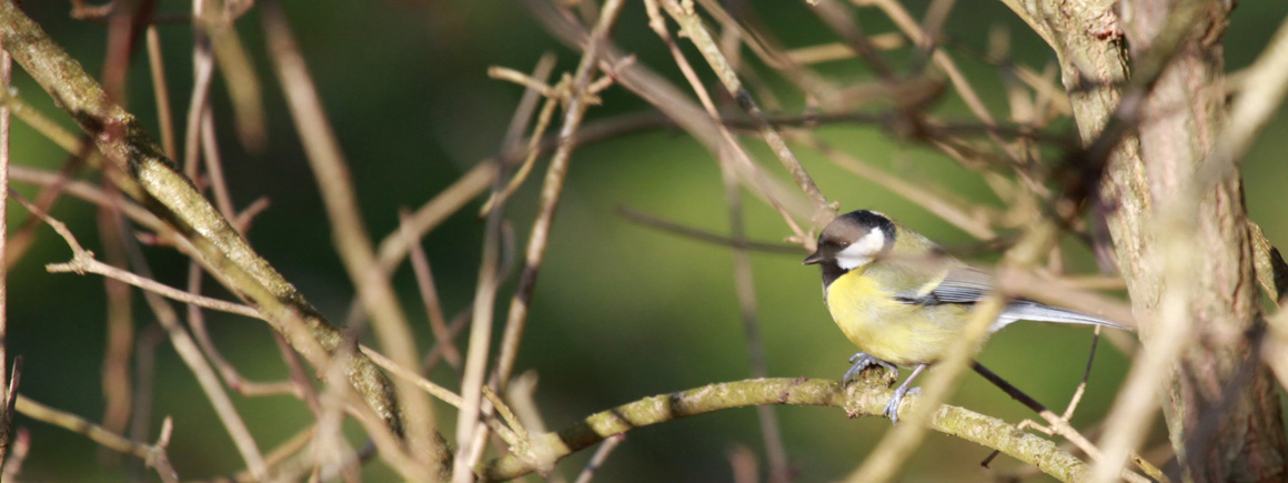 von Lahr nach Treis-Karden